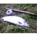 Salmon & Trout Anglers Gifts
